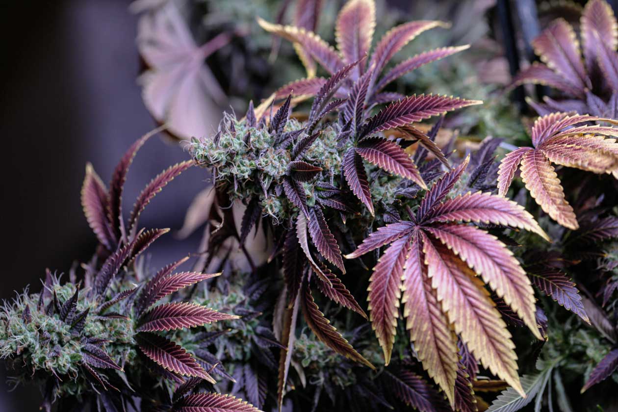 Flowering marijuana plant
